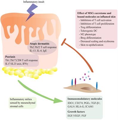 Therapeutic potential of adipose derived stromal cells for major skin inflammatory diseases